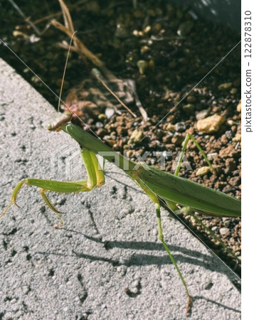 Mantis Walk 16 Mantis Walk 16 122878310