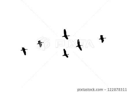 Bird sillhouette Flock black birds. Flocks of flying pigeons isolated on white background. Save with clipping path. flying birds formation of pigeons many isolated for backgound Bird sillhouette Flock black birds. Flocks of flying pigeons isolated on white background. Save with clipping path. flying birds formation of pigeons many isolated for backgound 122878311