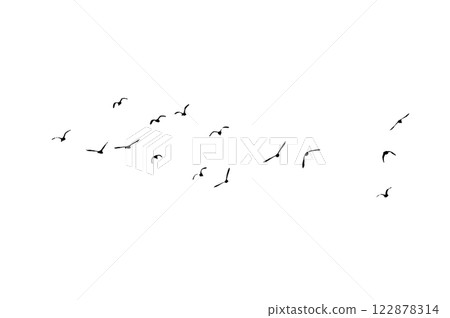 Bird sillhouette Flock black birds. Flocks of flying pigeons isolated on background. Save with clipping path. flying birds formation of pigeons many isolated for backgound PNG Bird sillhouette Flock black birds. Flocks of flying pigeons isolated on background. Save with clipping path. flying birds formation of pigeons many isolated for backgound PNG 122878314
