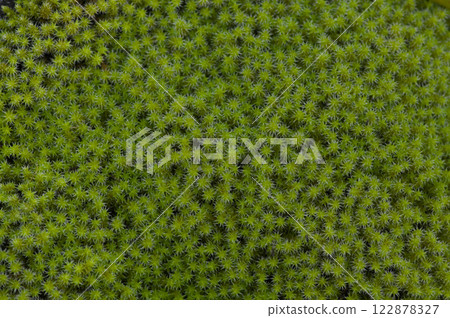 茂盛的砂苔 茂盛的砂苔 122878327