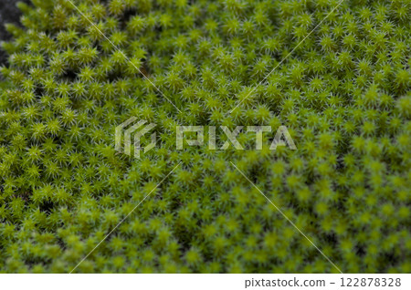 Flourishing sunagoke moss 122878328