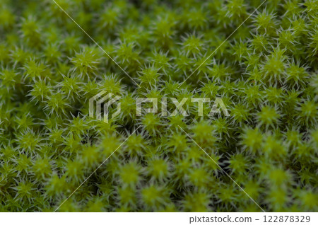 Flourishing sunagoke moss 122878329