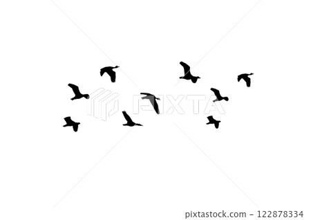 Bird sillhouette Flock black birds. Flocks of flying pigeons isolated on white background. Save with clipping path. flying birds formation of pigeons many isolated for backgound Bird sillhouette Flock black birds. Flocks of flying pigeons isolated on white background. Save with clipping path. flying birds formation of pigeons many isolated for backgound 122878334