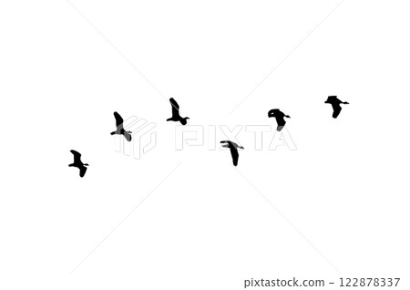 Bird sillhouette Flock black birds. Flocks of flying pigeons isolated on white background. Save with clipping path. flying birds formation of pigeons many isolated for backgound Bird sillhouette Flock black birds. Flocks of flying pigeons isolated on white background. Save with clipping path. flying birds formation of pigeons many isolated for backgound 122878337
