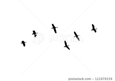 Bird sillhouette Flock black birds. Flocks of flying pigeons isolated on white background. Save with clipping path. flying birds formation of pigeons many isolated for backgound Bird sillhouette Flock black birds. Flocks of flying pigeons isolated on white background. Save with clipping path. flying birds formation of pigeons many isolated for backgound 122878339