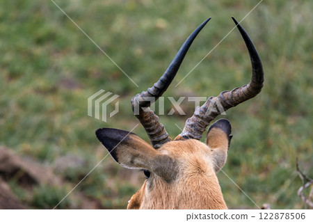 impala lyre horns, African black-footed antelope. 122878506