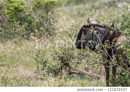 blue wildebeest in African savanna blue wildebeest in African savanna 122878507