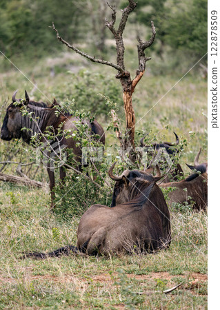 blue wildebeest resting in African savanna blue wildebeest resting in African savanna 122878509