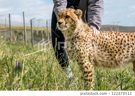 woman pets a young cheetah 122878512