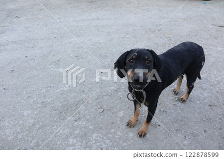 A black, hungry, exhausted dog with ringworm stands on the road. The dog's skin clearly shows patches of ringworm infection. A black, hungry, exhausted dog with ringworm stands on the road. The dog's skin clearly shows patches of ringworm infection. 122878599