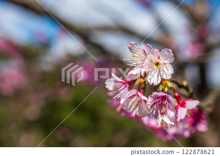 平菁街 櫻花 122878621