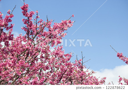 平菁街 櫻花 122878622