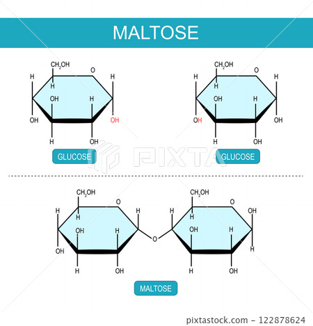 Maltose and Glucose molecules 122878624