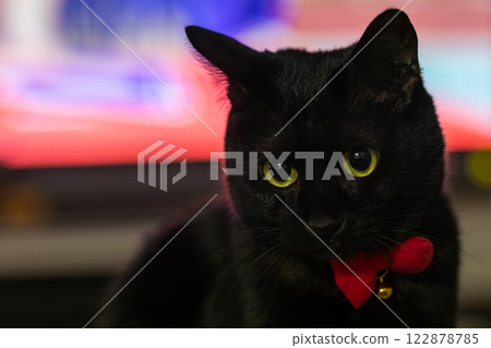 黑貓 122878785