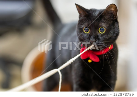 Black cat Black cat 122878789