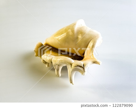 Close-up of Lambis Truncata shell. White background 122879090