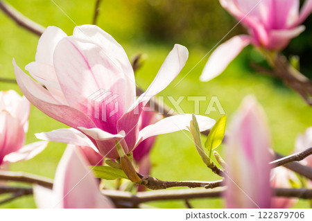 large pink flowers of magnolia soulangeana tree in full bloom. beautiful closeup background on a sunny day in spring 122879706
