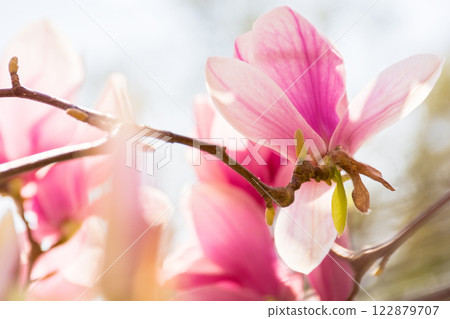 large pink flowers of magnolia soulangeana tree in full bloom. beautiful closeup background on a sunny day in spring 122879707