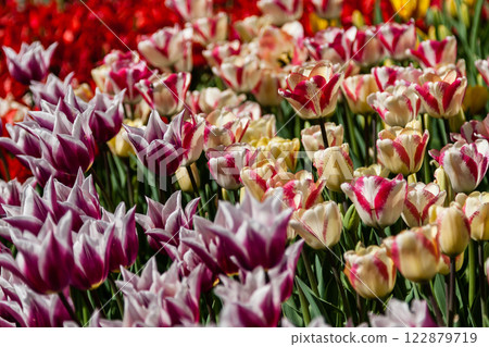 Flower beds and fields sown with colorful tulips Flower beds and fields sown with colorful tulips 122879719