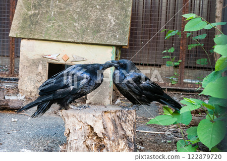Beautiful black crows sit on a stump 122879720