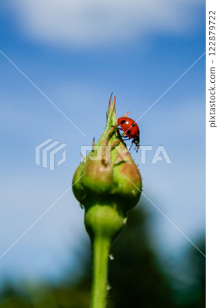 Ladybug on rose bud Ladybug on rose bud 122879722