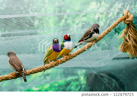 Beautiful birds Guldova Amadina (Erythrura gouldiae) sitting on a branch Beautiful birds Guldova Amadina (Erythrura gouldiae) sitting on a branch 122879725