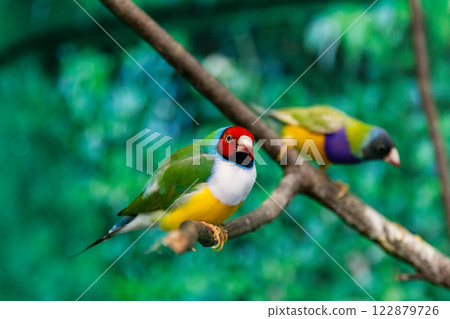 Beautiful birds Guldova Amadina (Erythrura gouldiae) sitting on a branch Beautiful birds Guldova Amadina (Erythrura gouldiae) sitting on a branch 122879726
