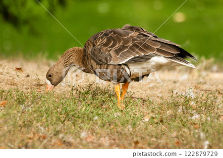 A gray goose walks on the grass A gray goose walks on the grass 122879729