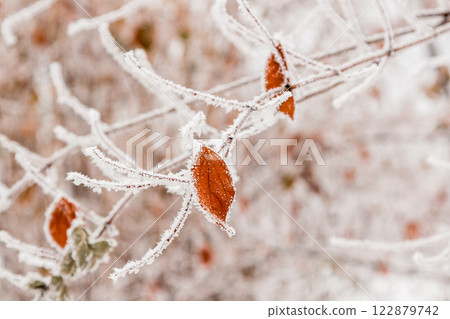 Winter leaves covered with snow and hoarfrost Winter leaves covered with snow and hoarfrost 122879742