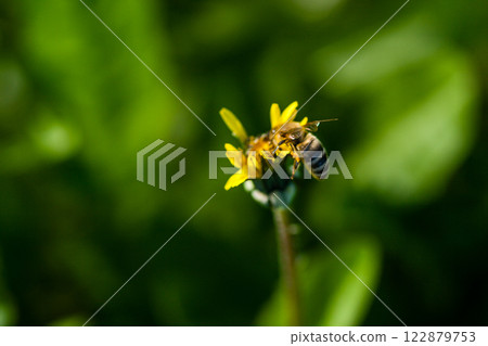 Macro of yellow dandelions on which sits a wasp 122879753