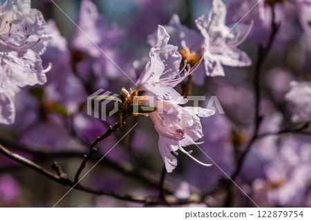 Macro of a branch of Ledum flower 122879754