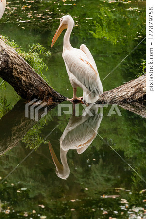 Pelican stands on a log in the middle of the lake 122879758