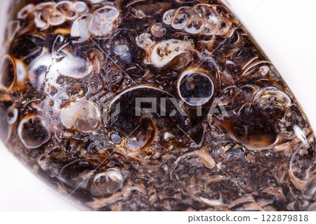 Macro mineral agate fossil fossilized with fossilized turtles on white background Macro mineral agate fossil fossilized with fossilized turtles on white background 122879818