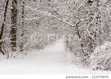 Beautiful winter forest with a beaten path Beautiful winter forest with a beaten path 122879859