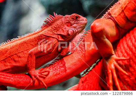 beautiful iguana lizard 122879866