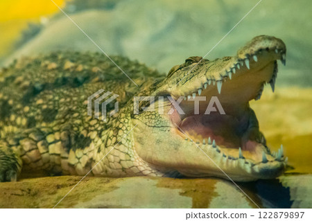 crocodile with open mouth with large teeth crocodile with open mouth with large teeth 122879897