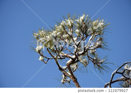 Snow Pine Trees Pine Tree Scenery Snow Pine Trees Pine Tree Scenery 122879927
