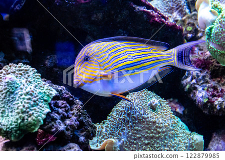 Acanthurus lineatus fish 122879985