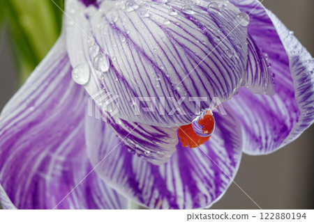 beautiful Crocus flowers with dew drops on a white background 122880194