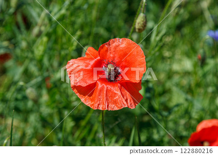 Beautiful red poppies on the field Beautiful red poppies on the field 122880216