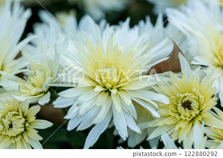 beautiful bushes of yellow chrysanthemum flowers 122880292