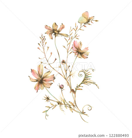 Field, meadow, wild flowers and herbs cosmos and other, butterfly. Watercolor illustration hand drawn in beige, brown and ocher colors. Bouquet isolated from the background 122880493