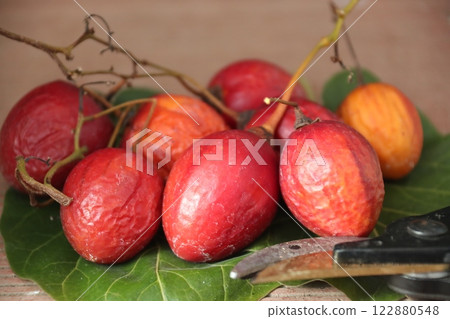收穫成熟的樹番茄 收穫成熟的樹番茄 122880548