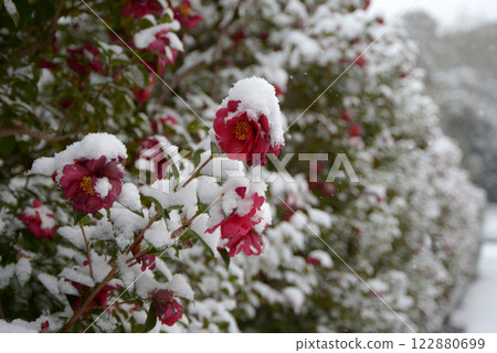 雪山茶 雪山茶 122880699