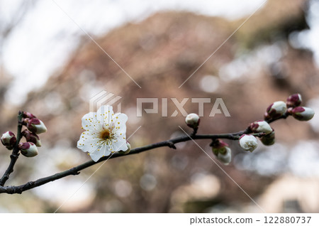 White plum blossoms blooming in early spring 122880737