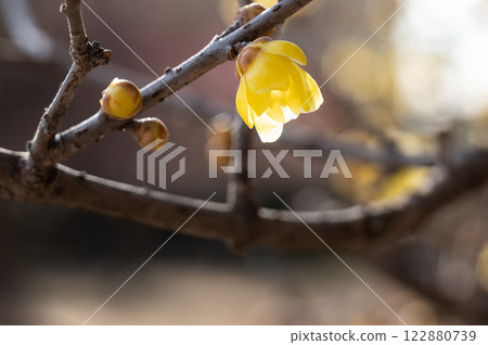 瓦賽李在冬日的陽光下閃閃發光 122880739