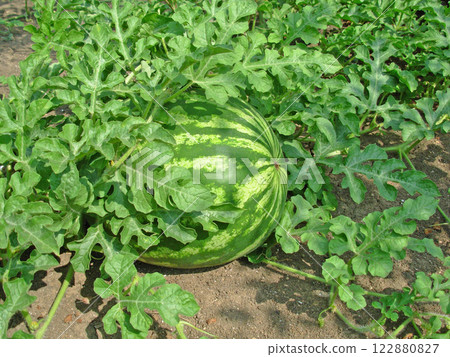 Green watermelon Green watermelon 122880827