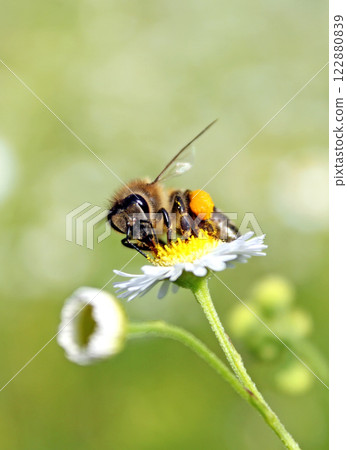 Worker bee Worker bee 122880839