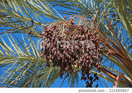 Dates palm with date fruit Dates palm with date fruit 122880867