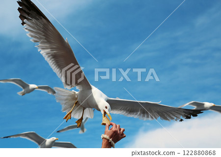 Seagull takes the bread from hand Seagull takes the bread from hand 122880868